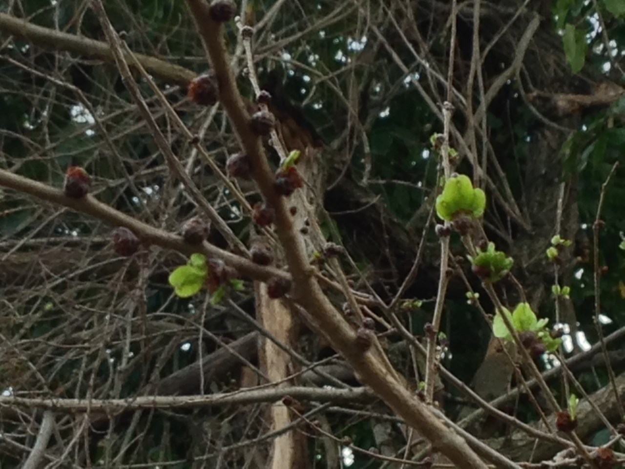 Spring buds