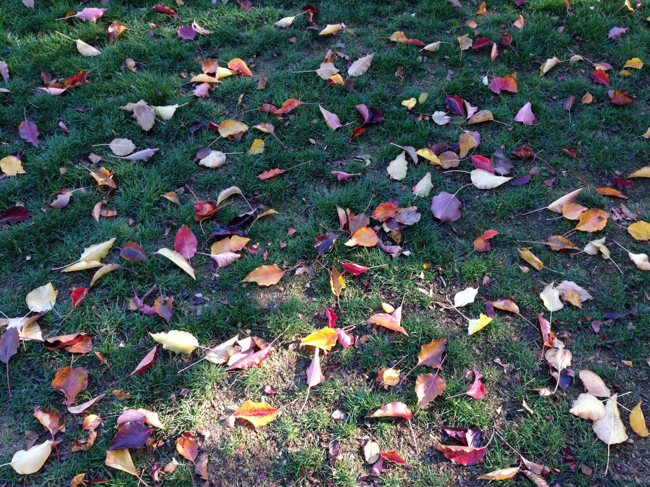 Fall leaves