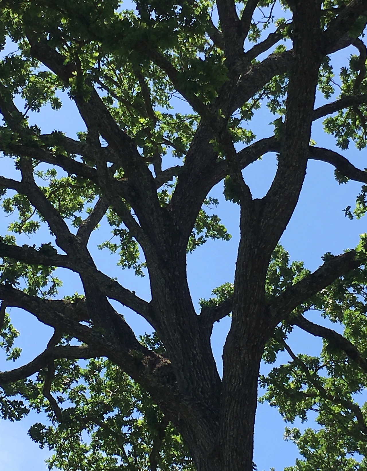 Oak Tree 1