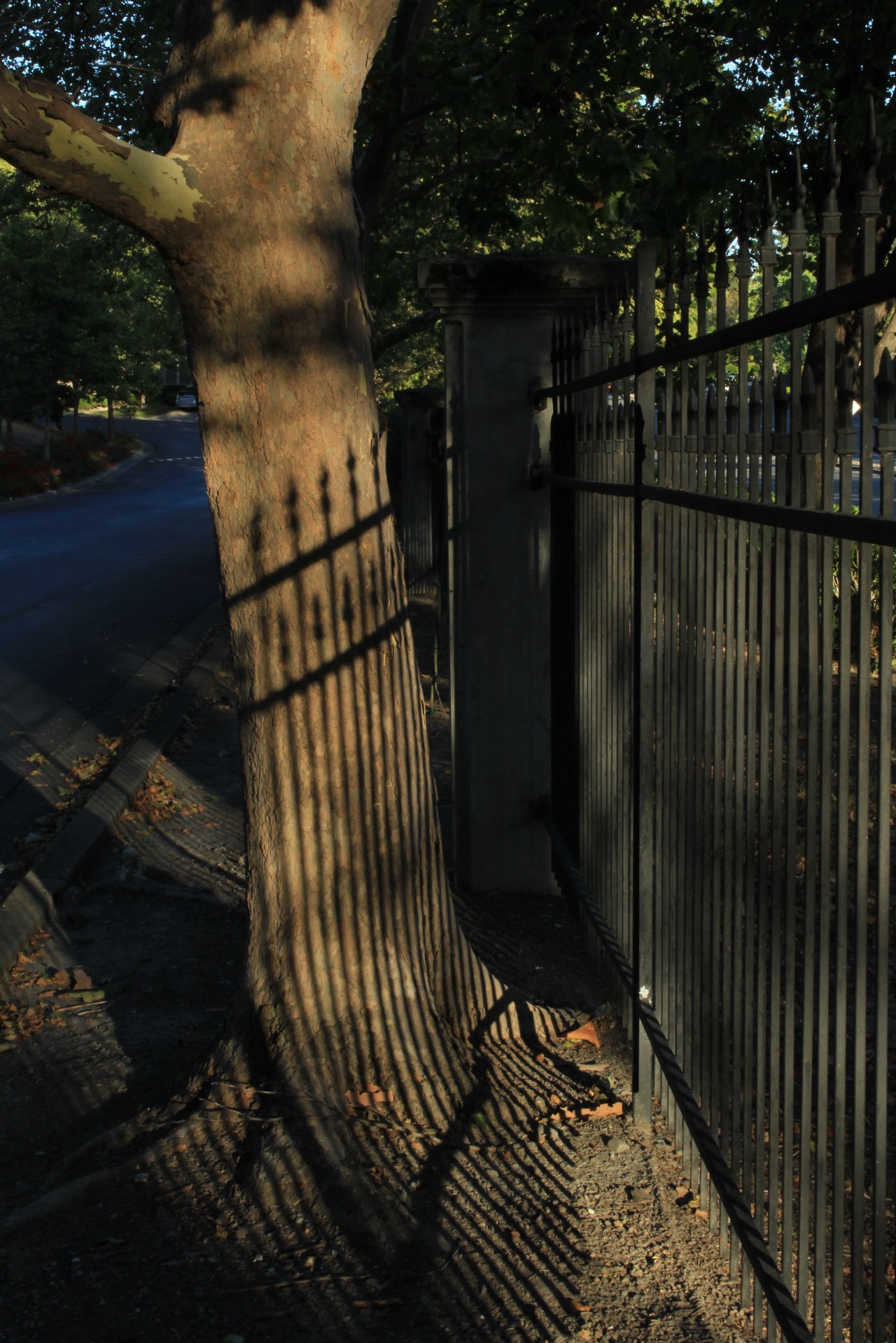 Tree w Striped shadows