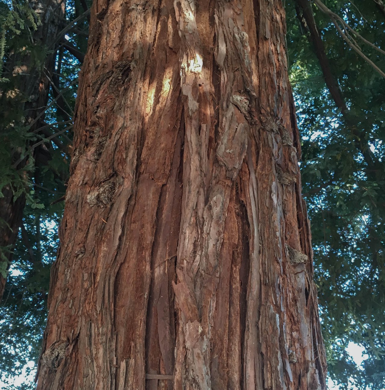 Redwood Trunk1
