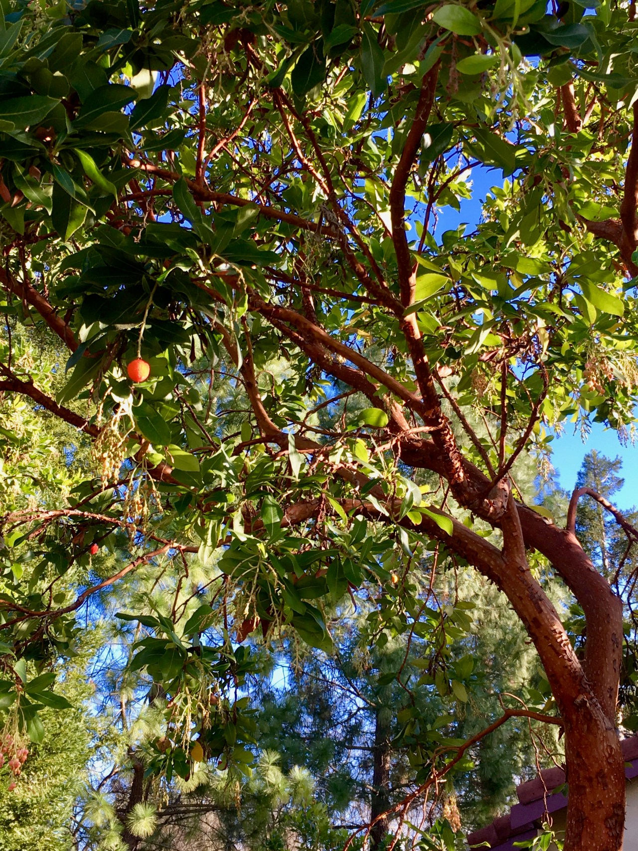 Madrone with berries