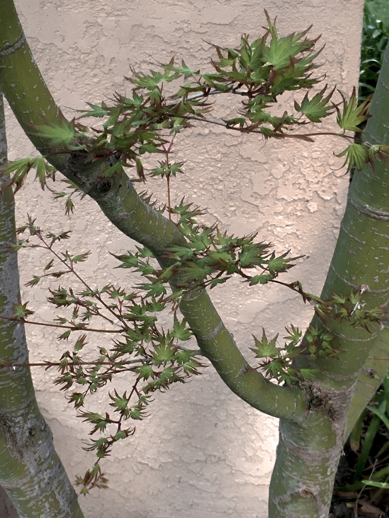 Maple-Spring CWW-3144