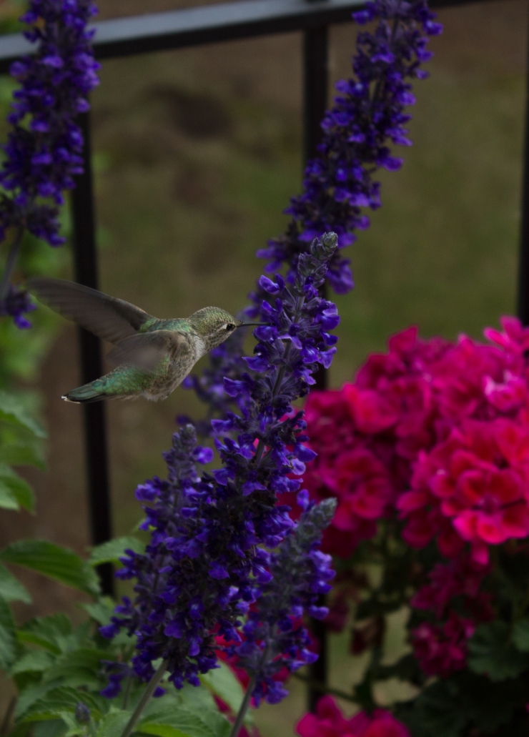 Hummingbird Salvia-1409