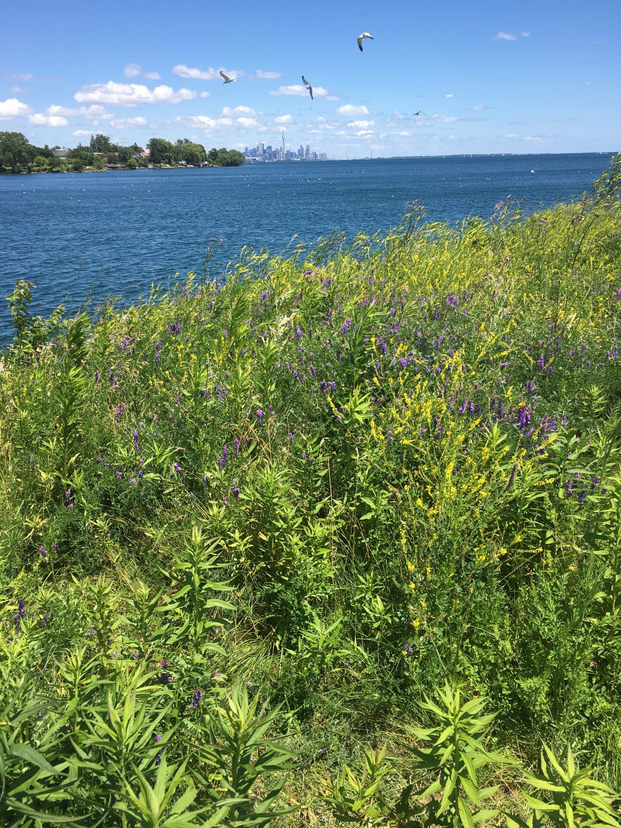 Lake Ontario IMG_3906