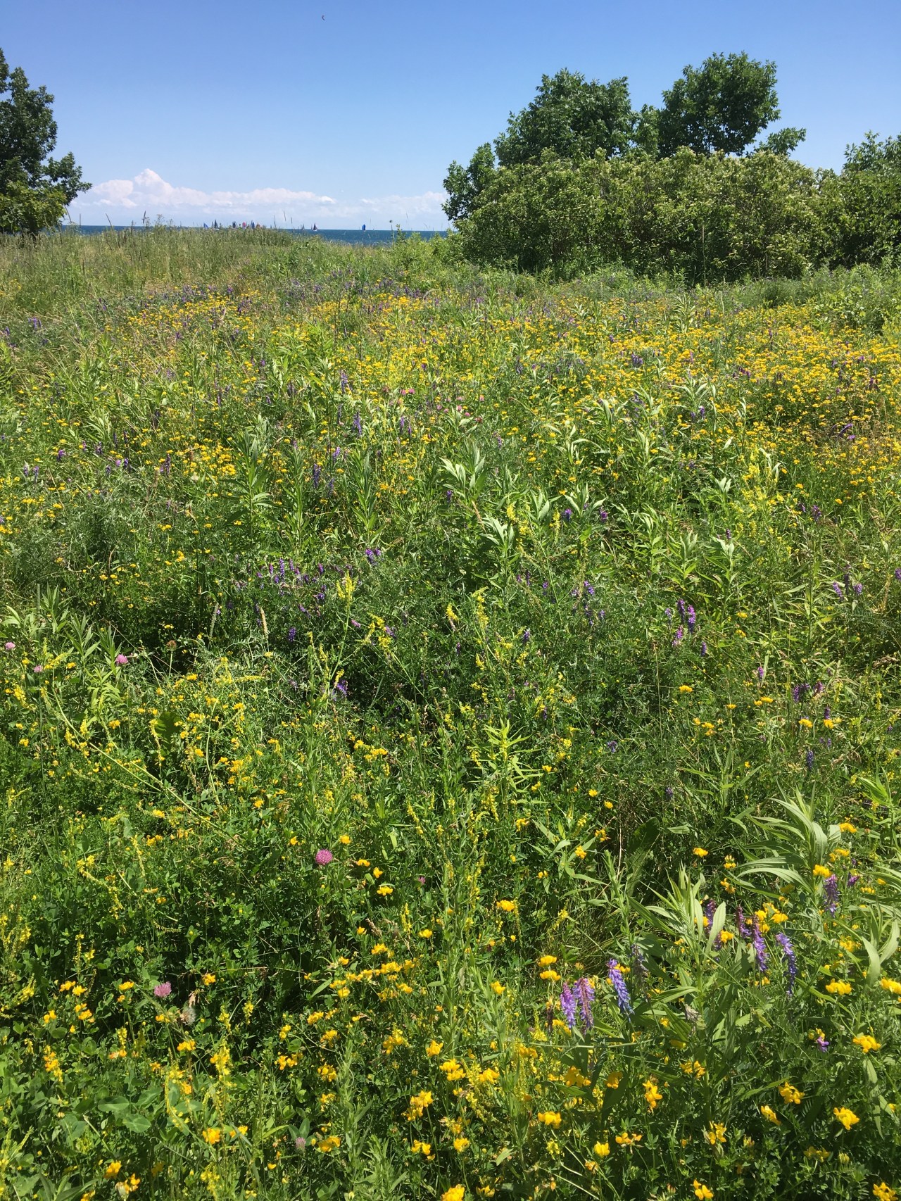 Lake Ontario IMG_3917