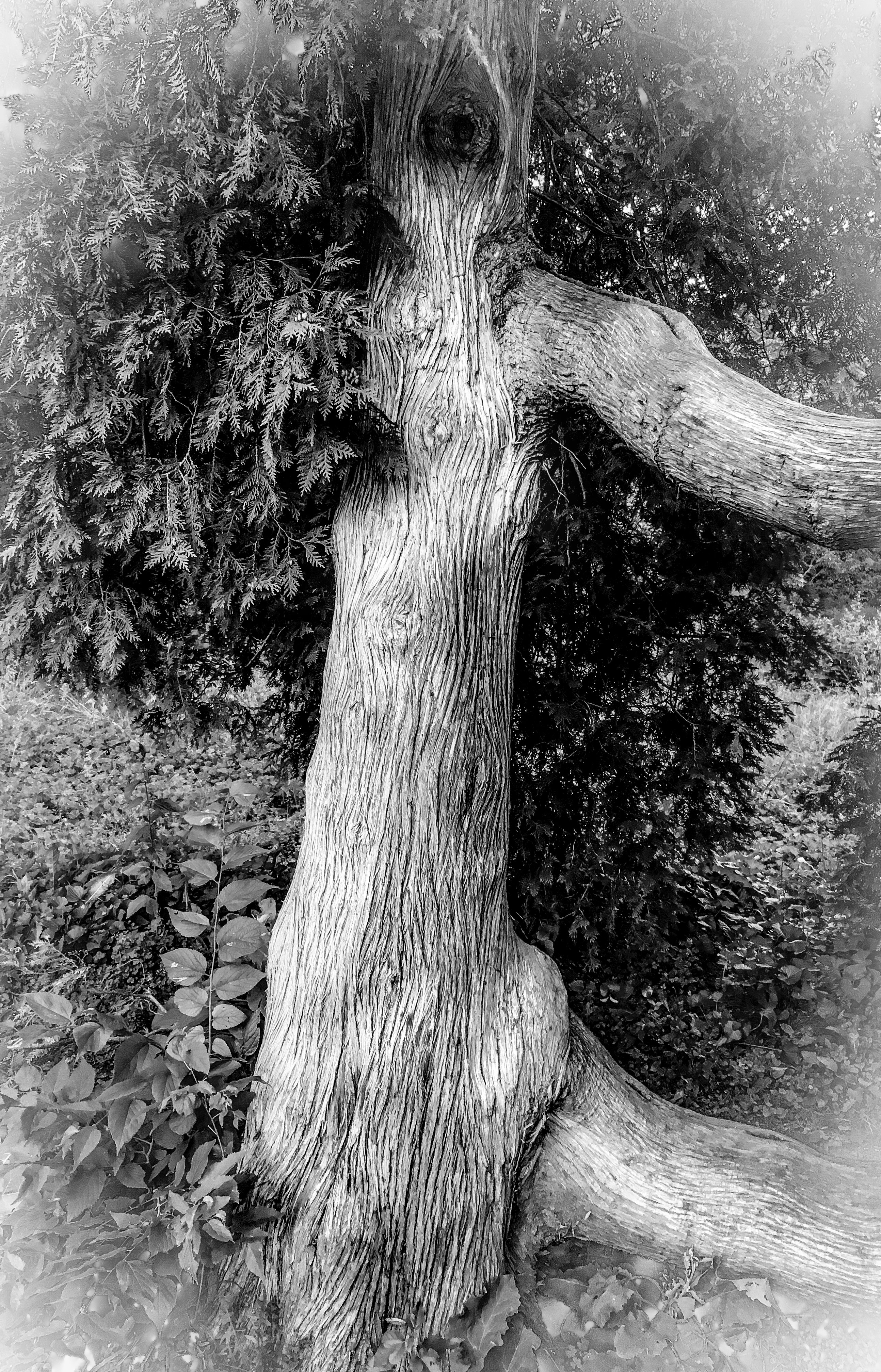 Dancing Tree - BW vignette-2