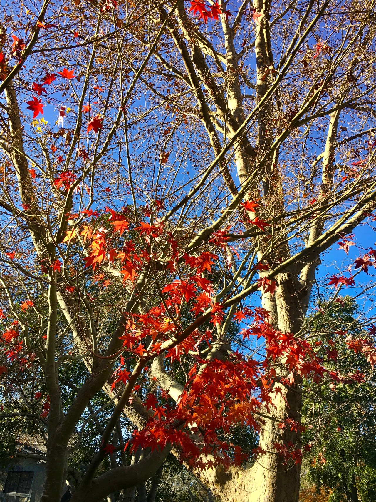 Maple Early Winter-4267