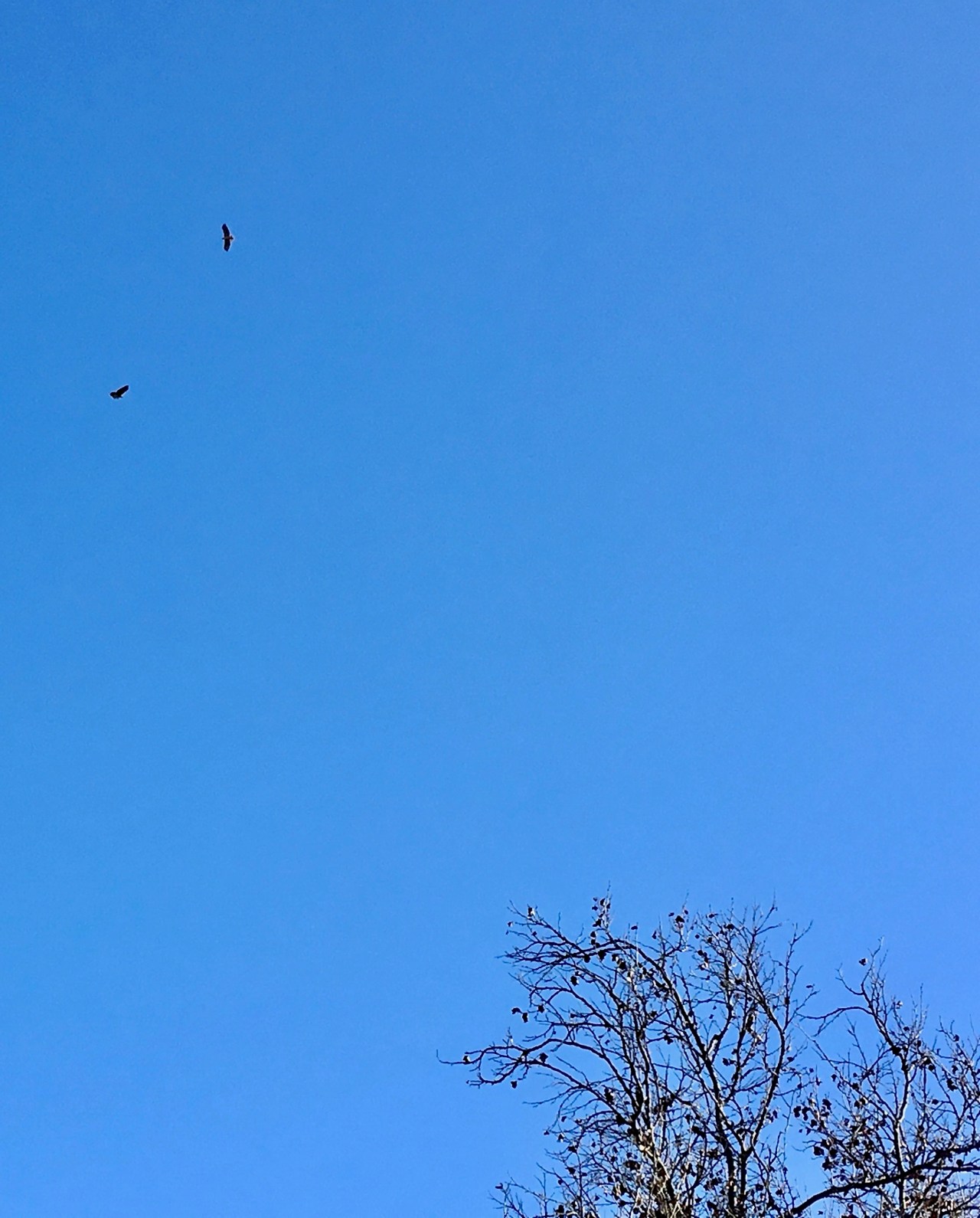 Hawks dancing IMG_4427