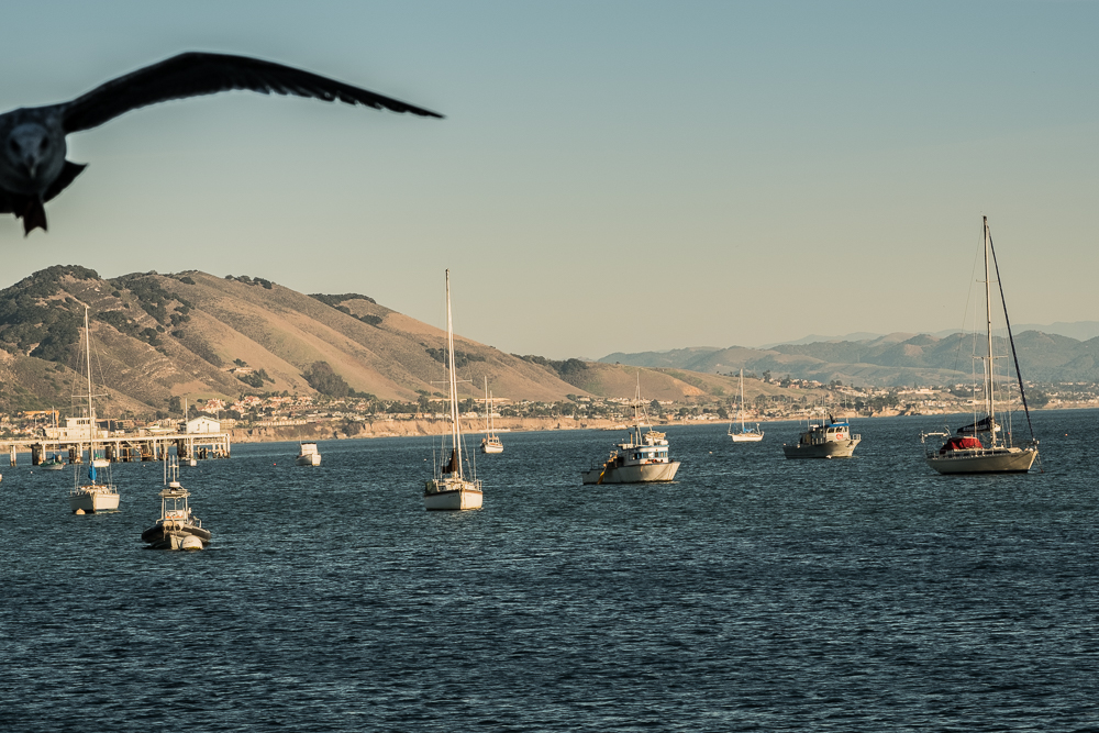 San Luis Port Seagulls-0192