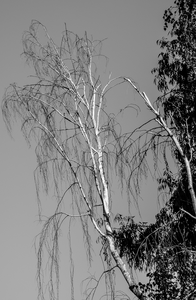 Tree 246 CWW BW-0899
