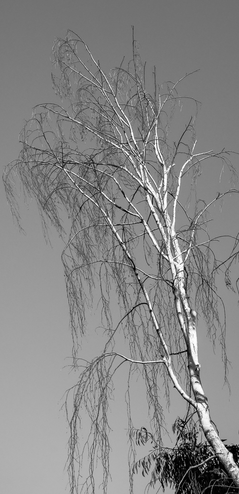 Tree 246 CWW BW-0901