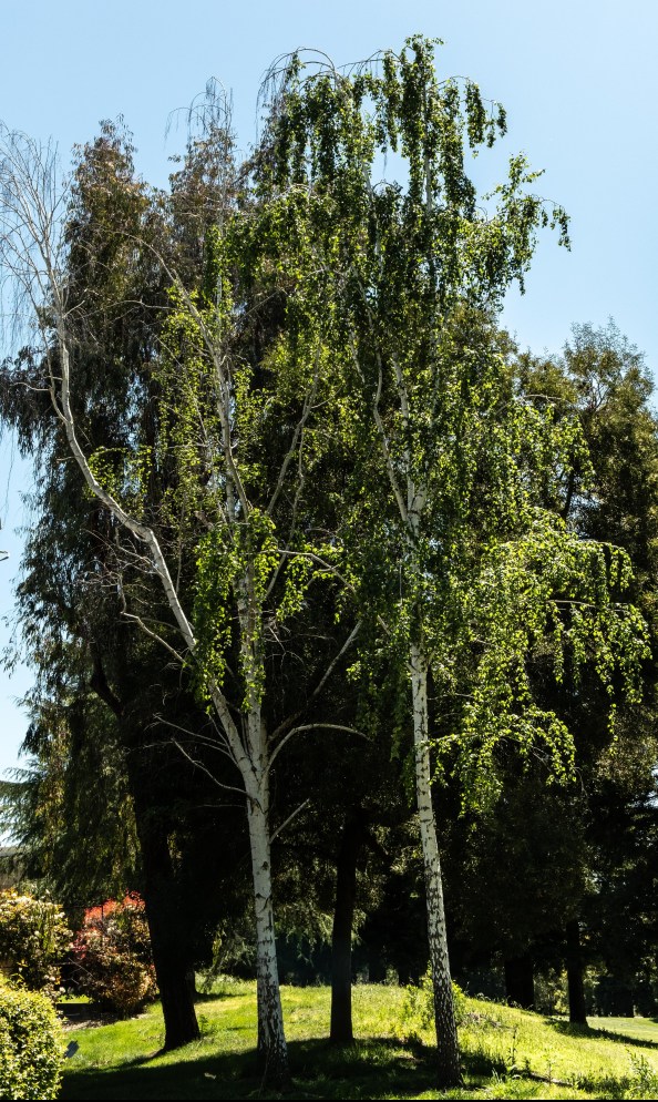 Celebrating Birch trees-1116