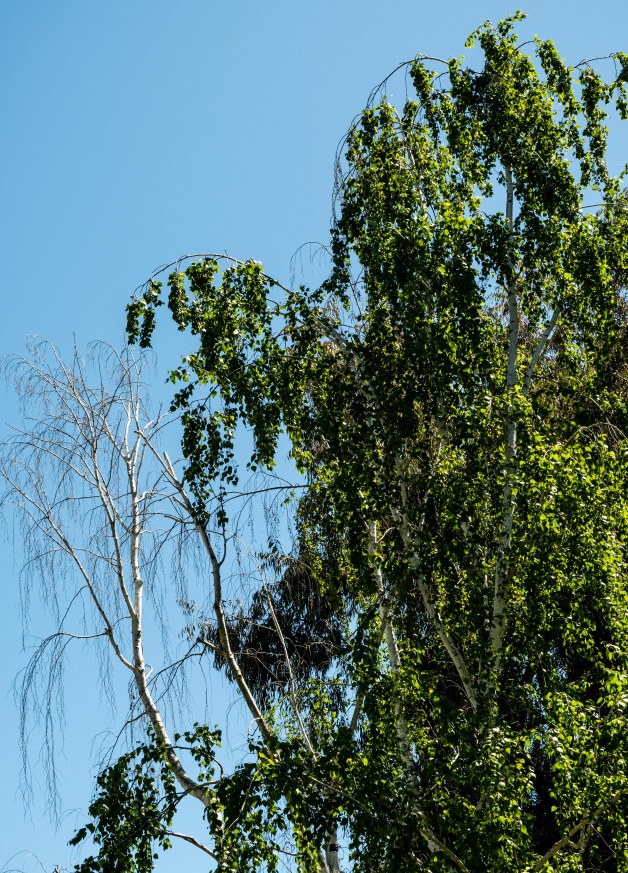 Celebrating Birch trees-1118