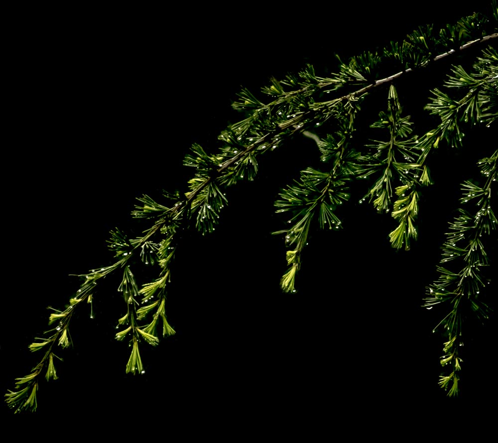 Pine branch dark bg 5-1044