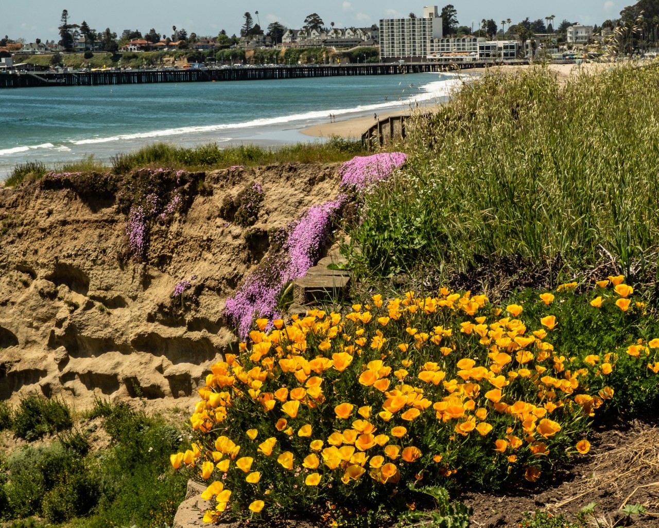 Beach day - Santa Cruz-1333