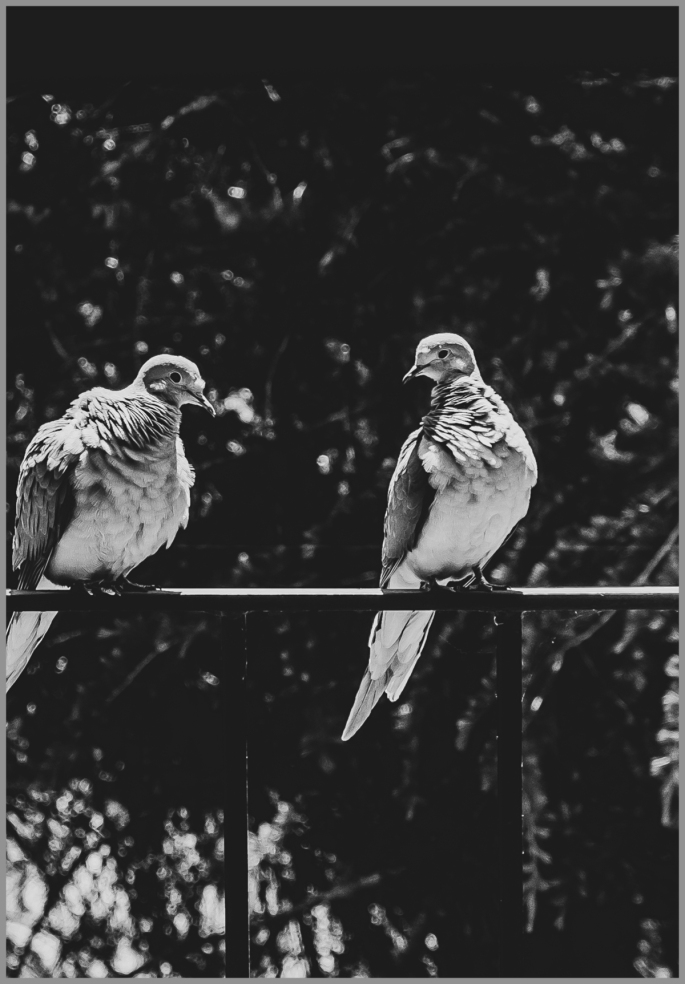 Mourning doves 1