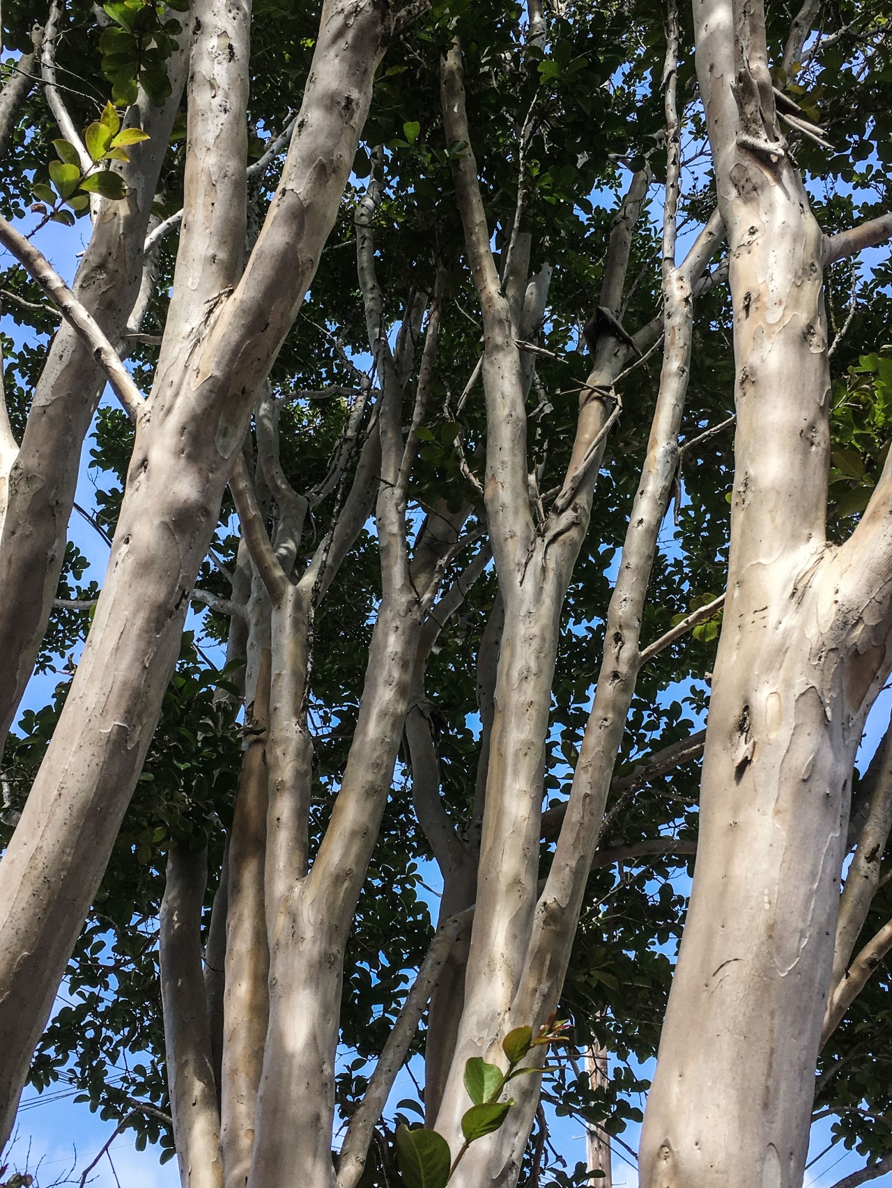 A tree in Berkeley