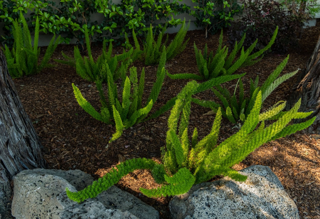 Asparagus Ferns-1774