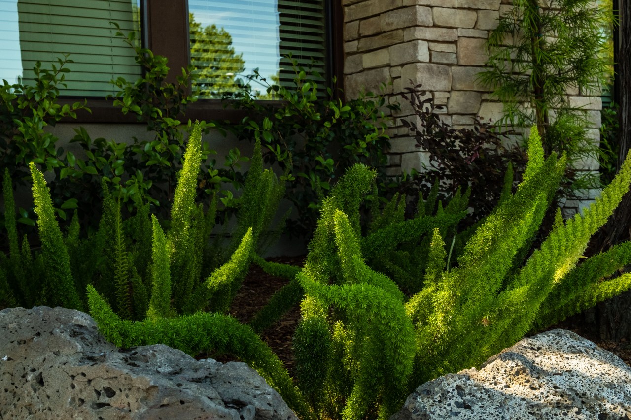 Asparagus Ferns-1784