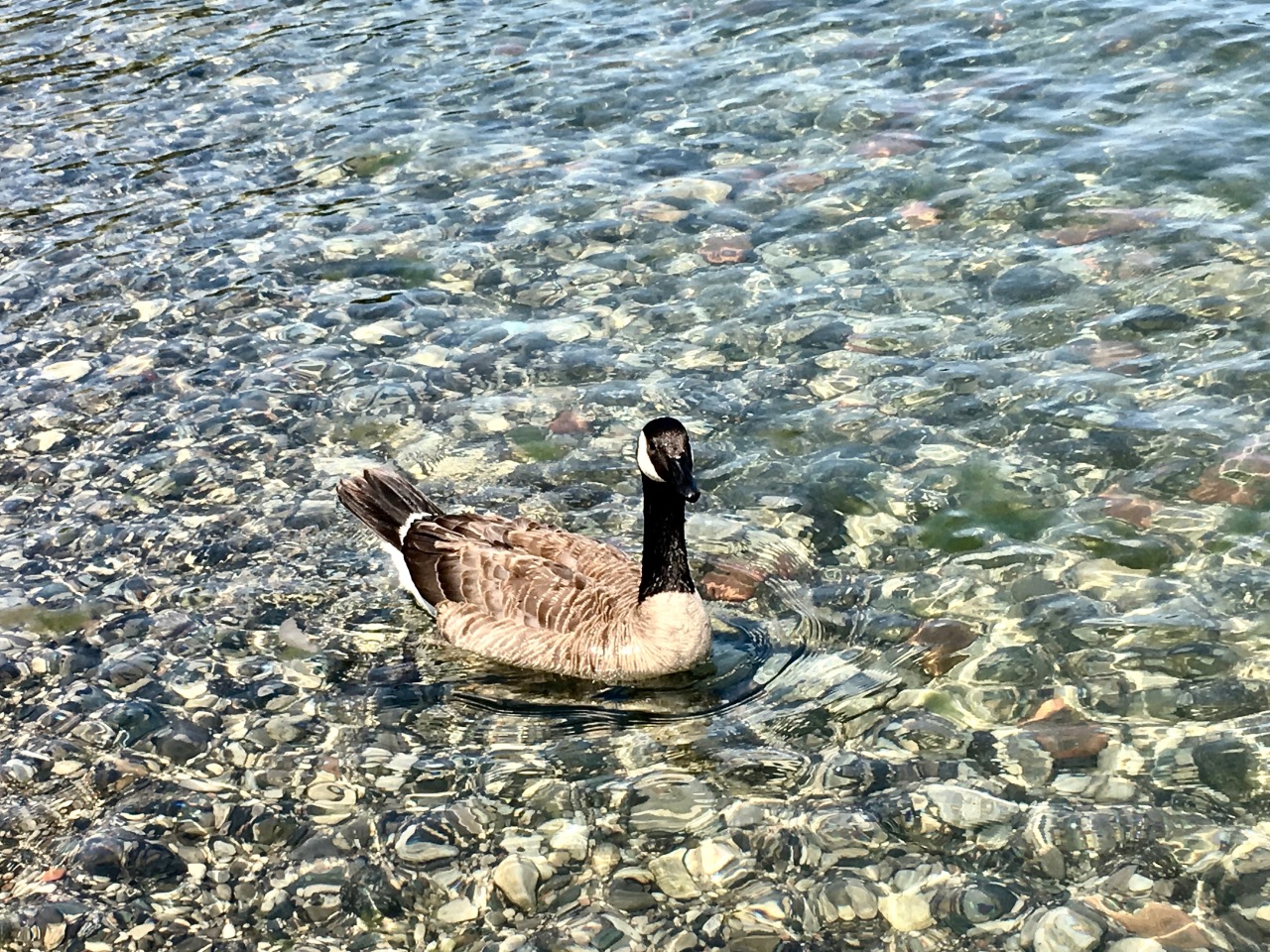 Canadian Goose Lake Ontario