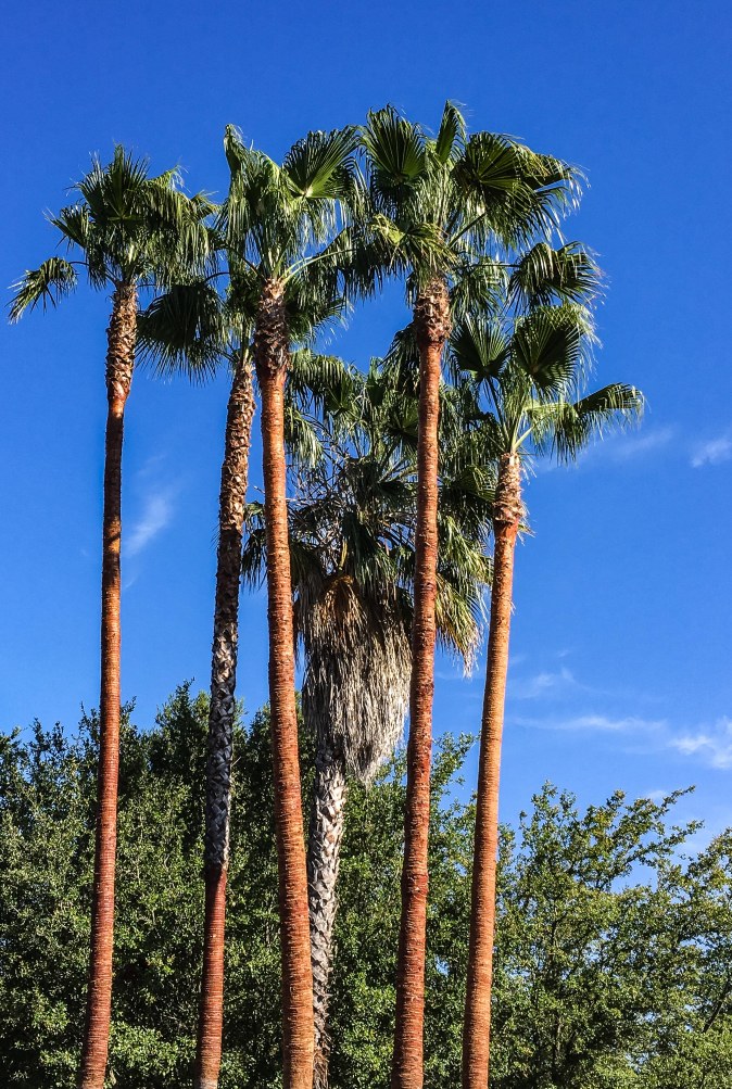 Palm Trees San Ramon-5073