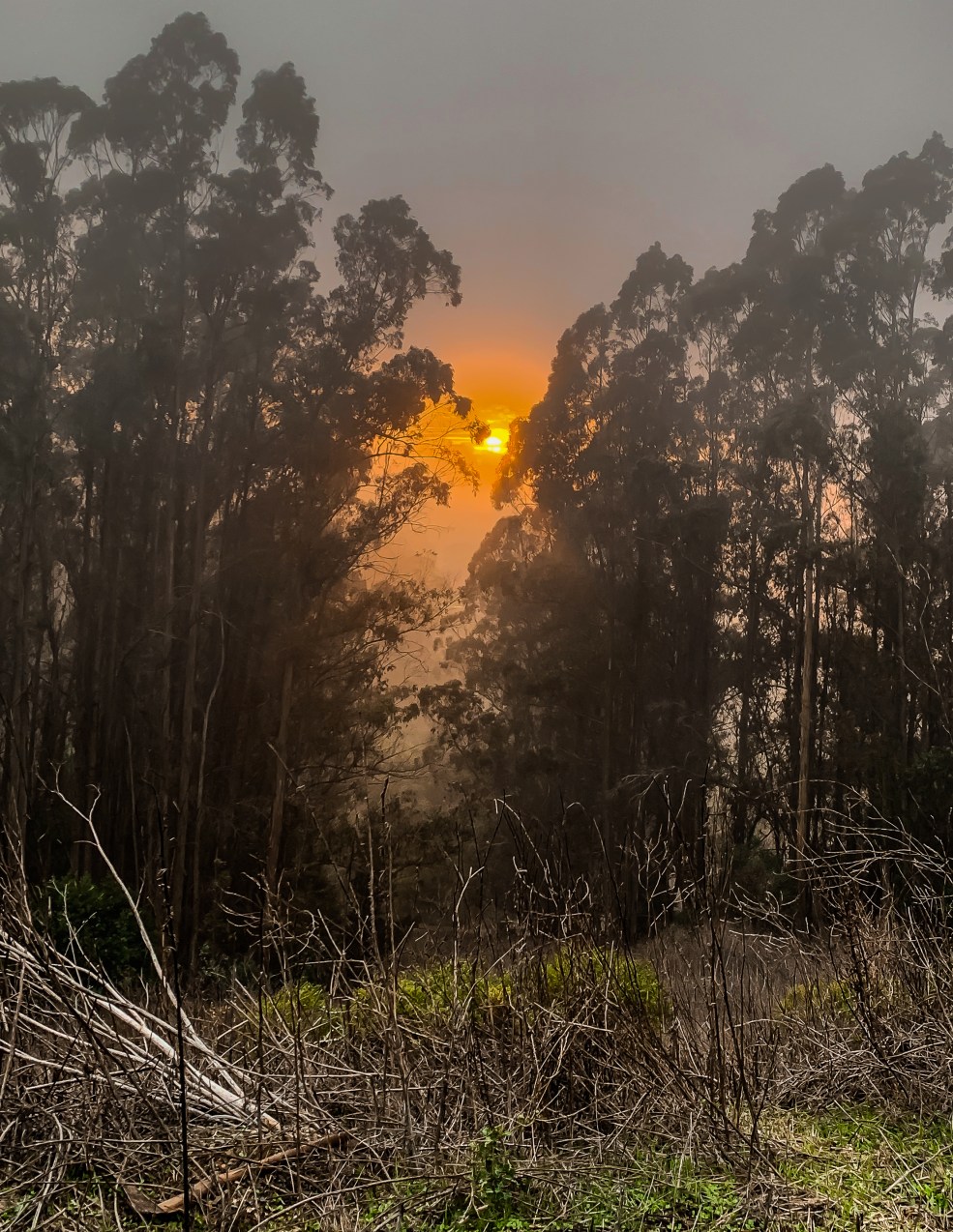 Tilden Park sunset 1a-5804