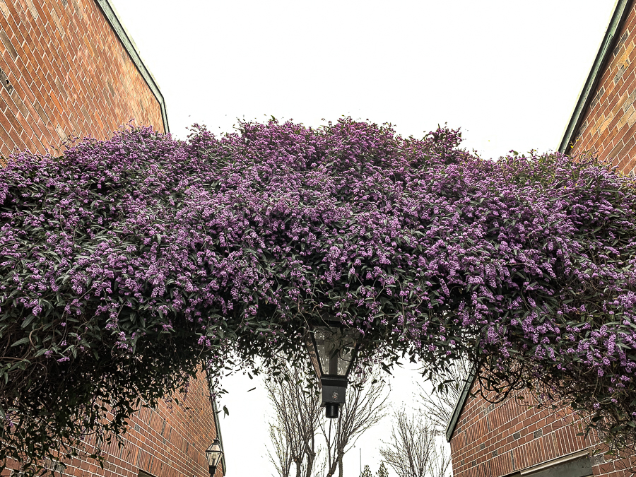 Spring arbor SR-6293