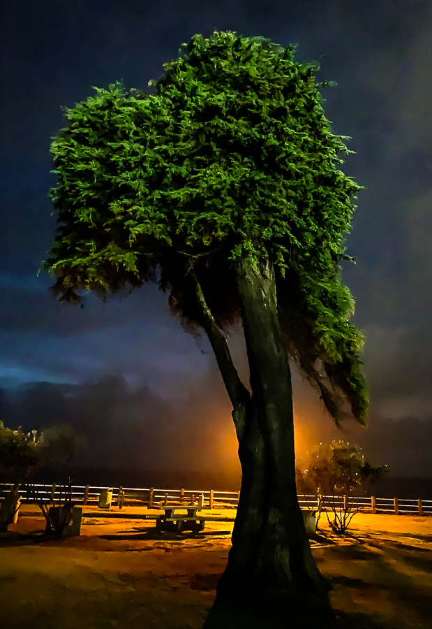 Lorax tree - the Cove, La Jolla-6239