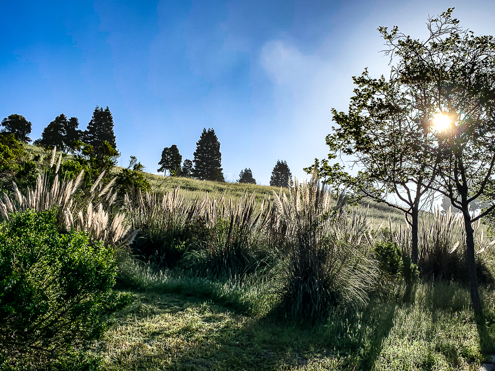 CWW Hillside early morning-6688