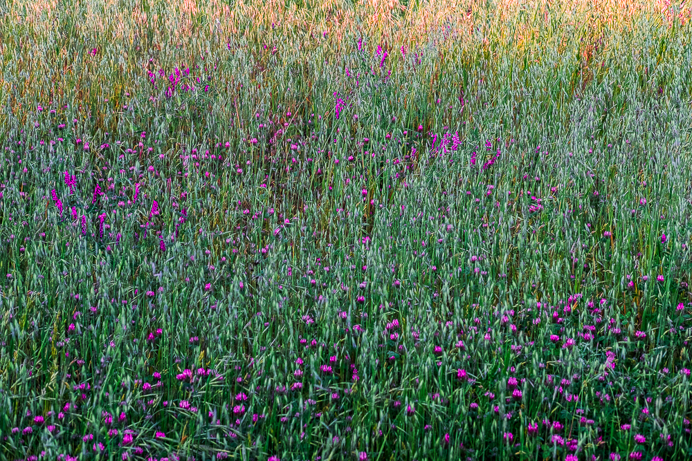 CWW Hillside evening bloom-4260-2