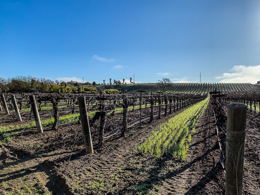 Morning along the Salinas-6490