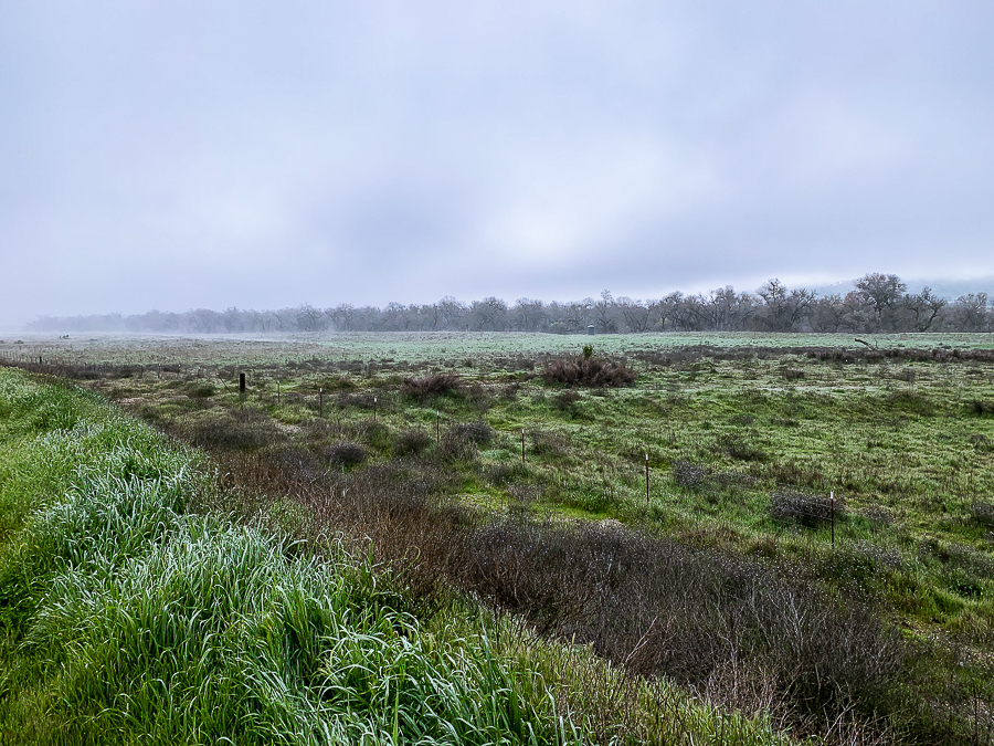 Morning along the Salinas-6494