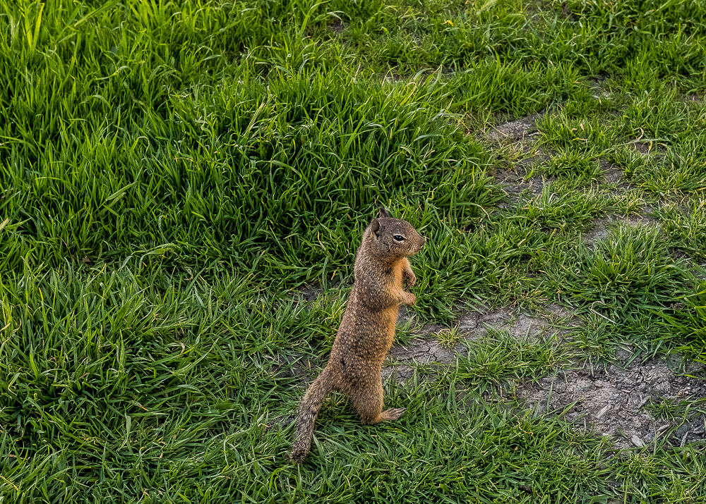 Spring in the Bay Area-4222