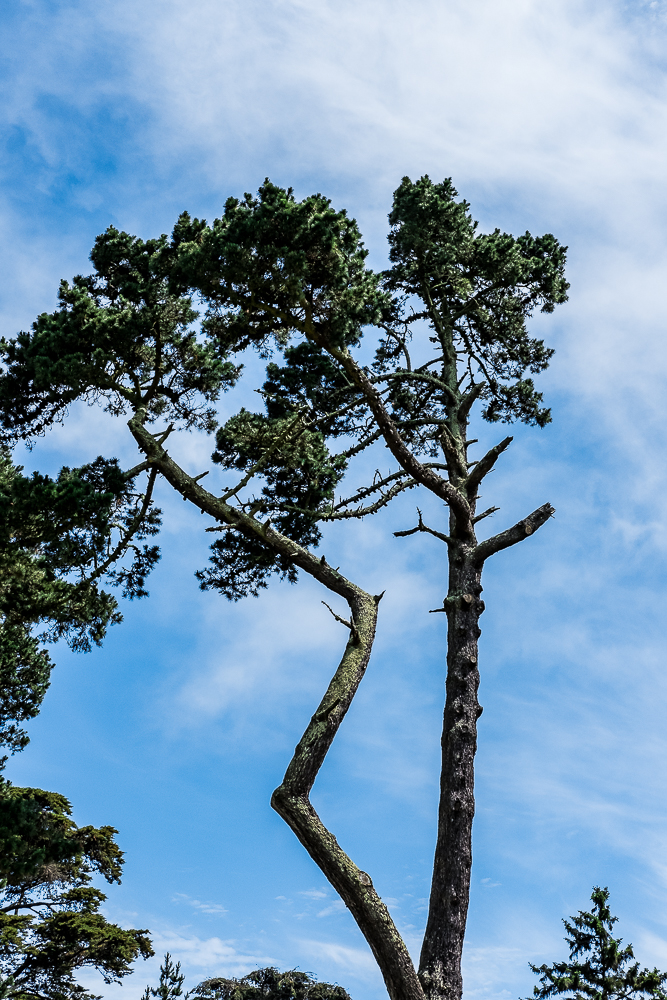 WW-Tree Golden Gate Park-4244