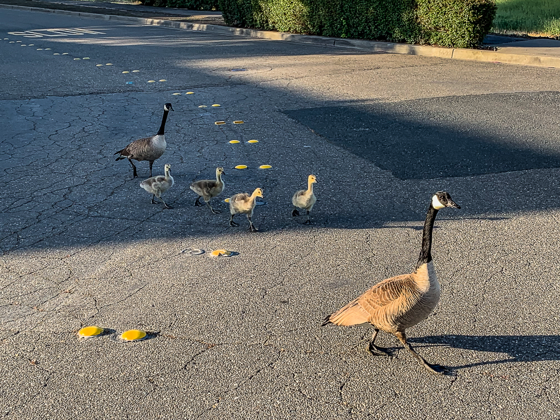Why did the geese cross the&nbsp;street?