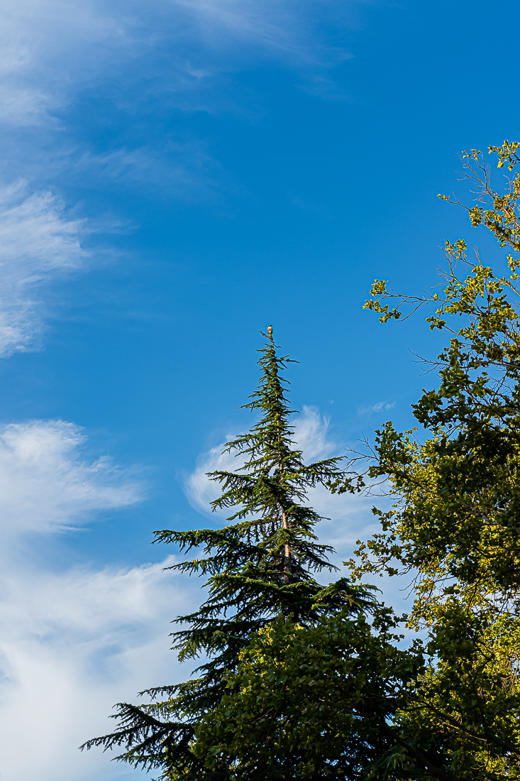 Hawk early morning gift-4922