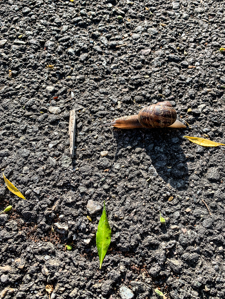 Snail speedbump-6972