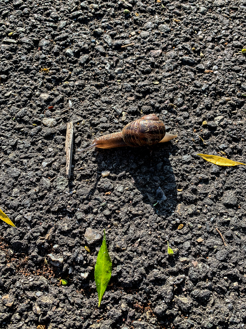 Snail speedbump-6973