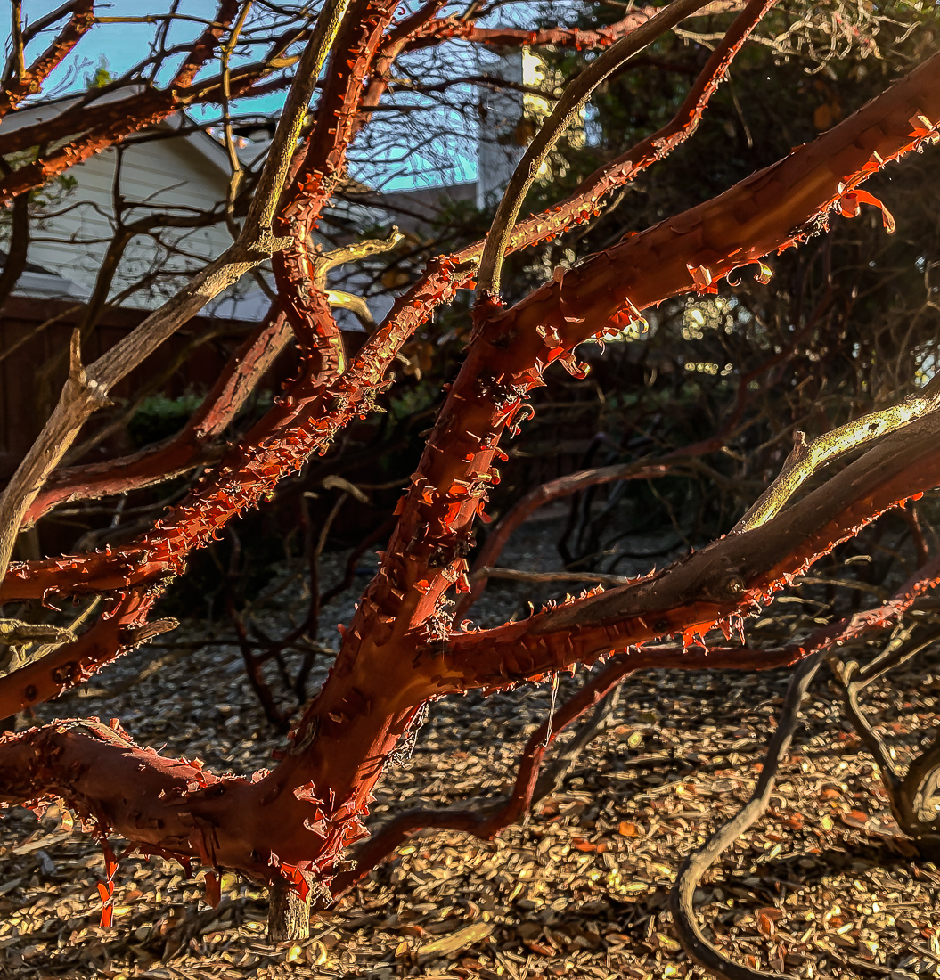 Manzanita morning glow