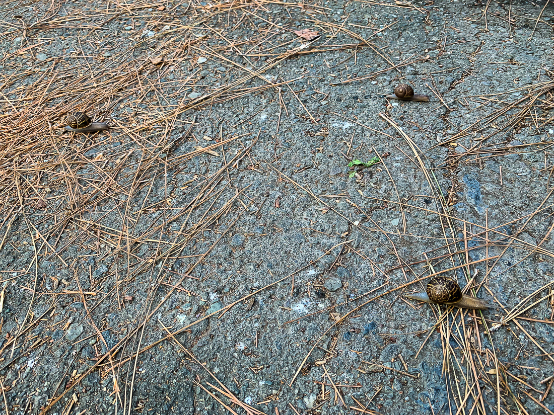 Morning migration-7135