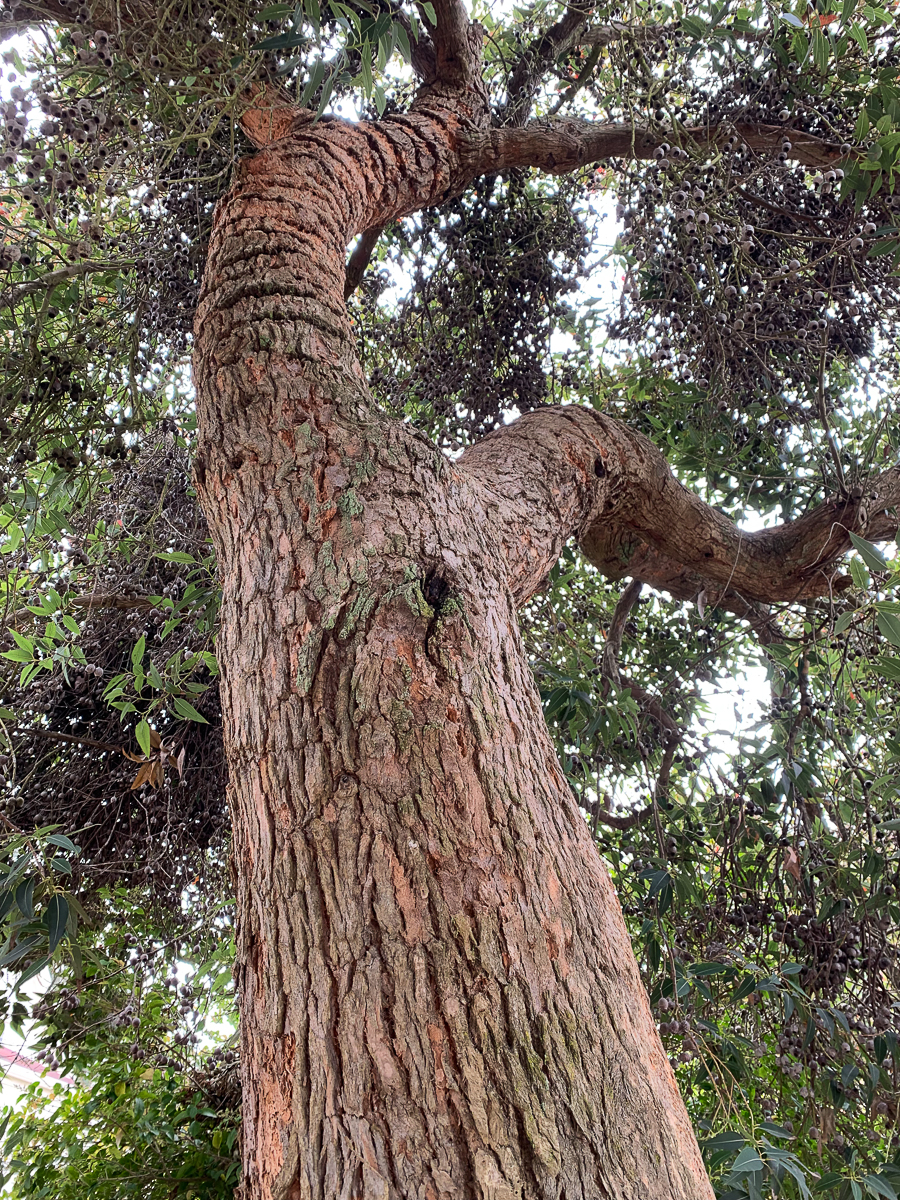 Red Flowering Gum - Eucalyptus-7212