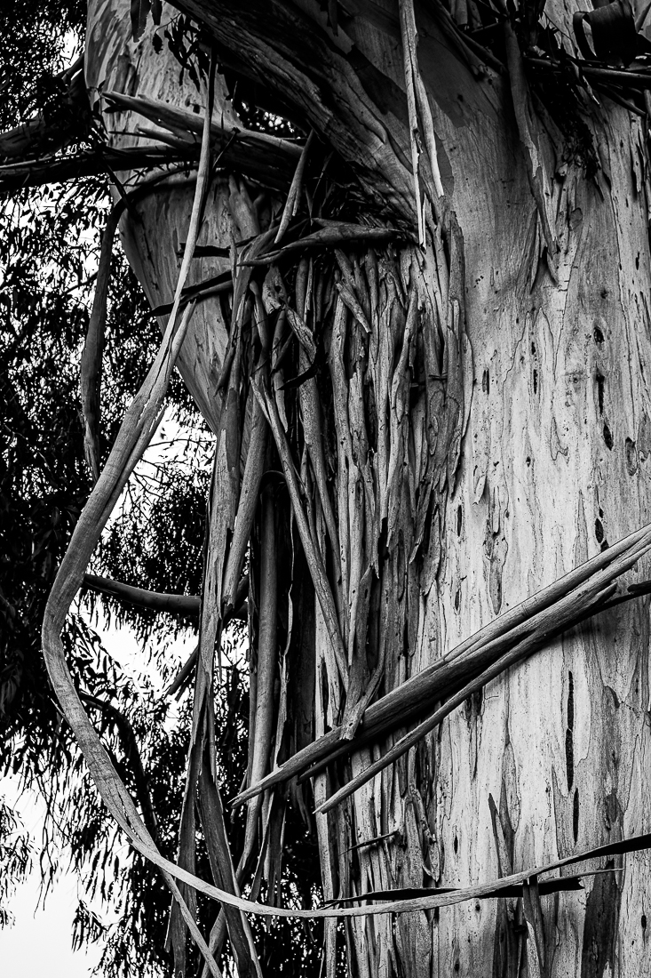 Monochrome Mondays - Eucalyptus--2