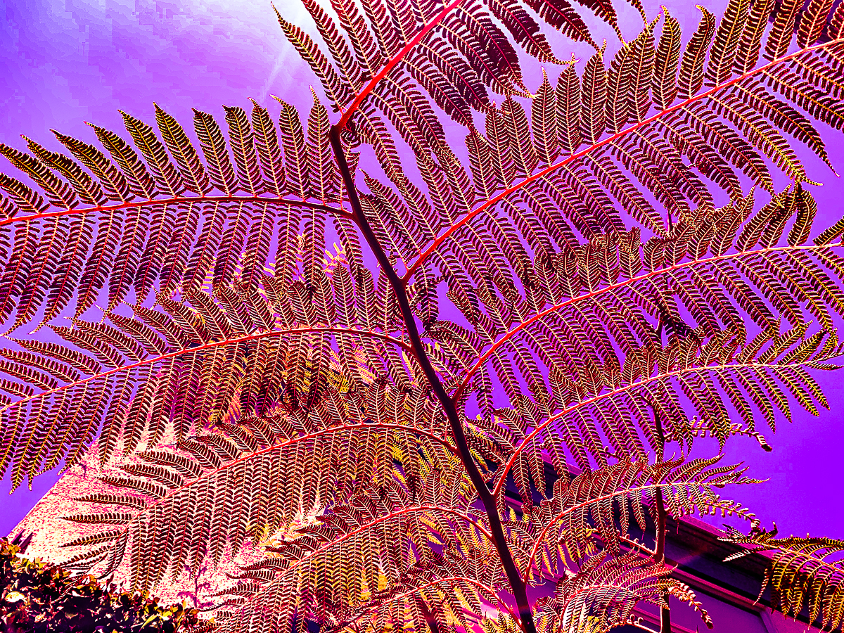 WW- Fern pushing colors-6912