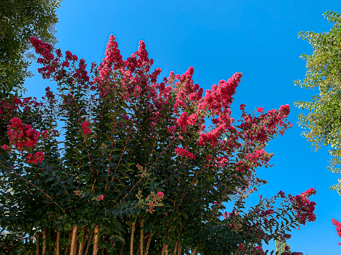 WW-Magenta flowers Alamo-7341