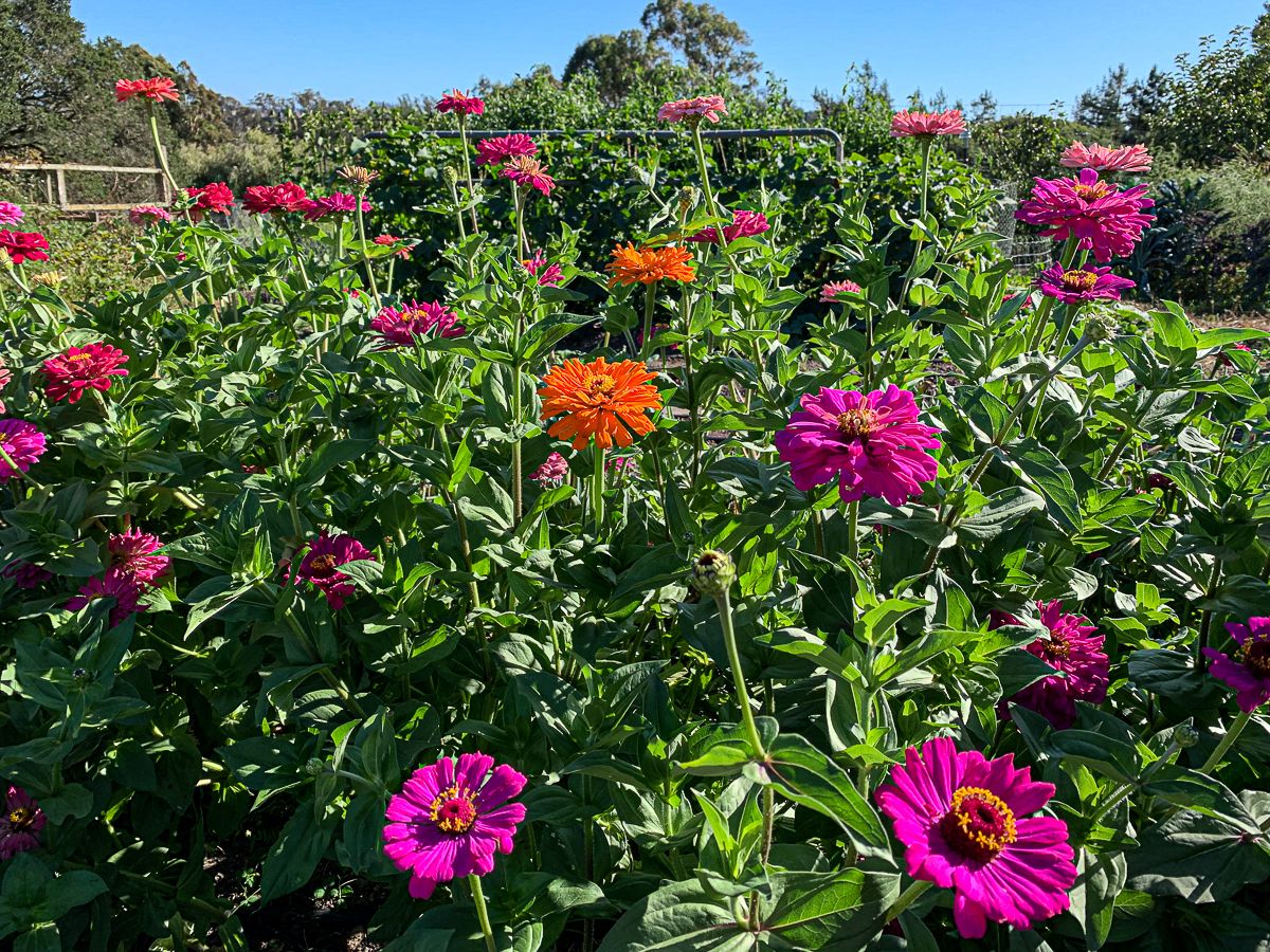 Xenias - dive in-7353