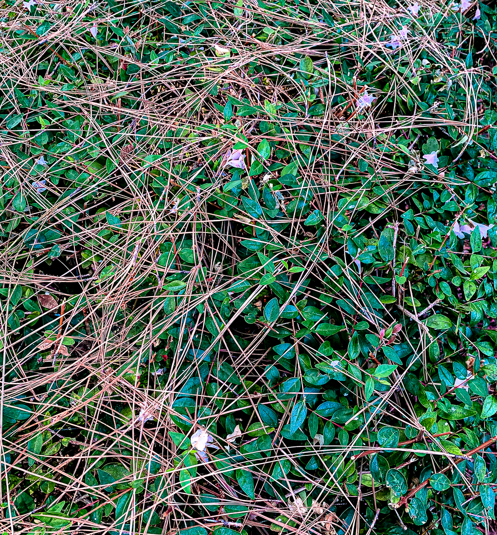 Lens-Artists Photo Challenge #68:&nbsp;Layered