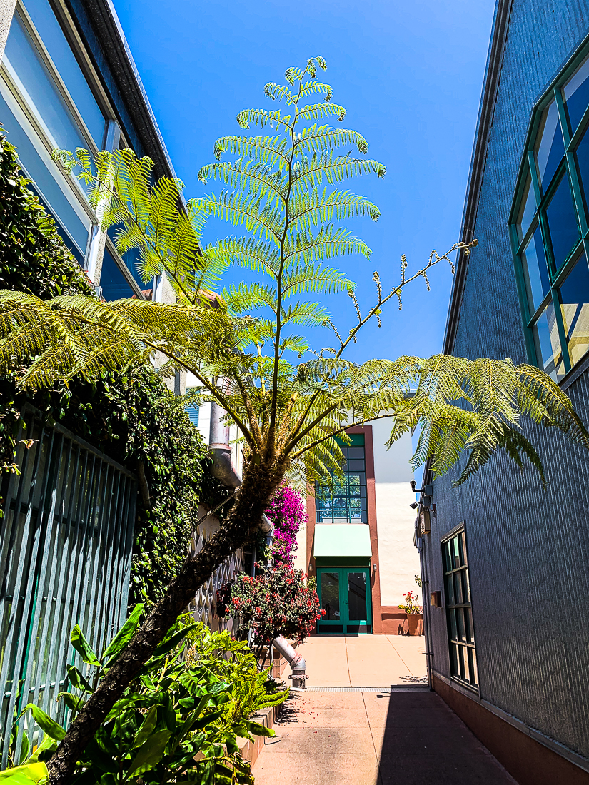 WW-Alley with Fern Berkeley-6908