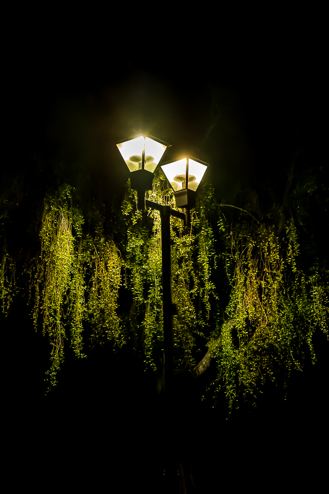 Street lamp, night with cascading green-5799