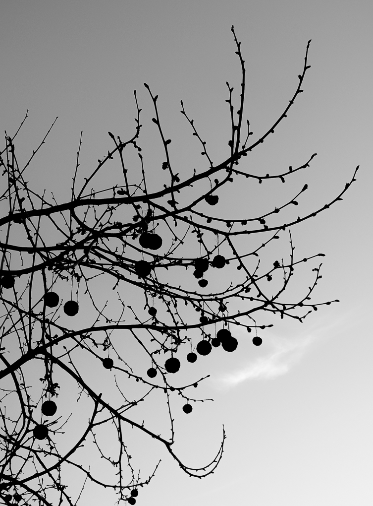 Monochrome Mondays-Nature's tree ornaments-0437